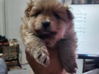 REZERVEYE AÇIK KÖPEKLER