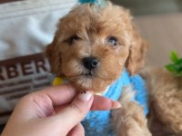 Türünün en yakışıklısı maltipoo