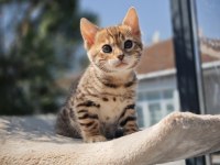 4 kuşak WCF şecereli safkan Bengal Gold/brown (2 aylık)