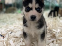 A + Sibirya Kurdu Husky Yavrular Erkek - Dişi