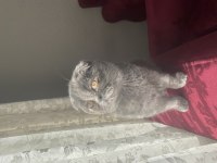 Scottish fold adana içine verilir