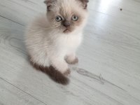 Minnak Pofuduk Scottish Fold Bluepoint Bebeğimiz