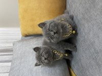 British shorthair kediler