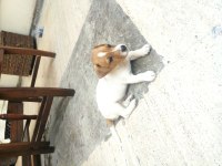 Saf jack russell yavru