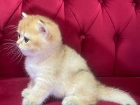 British golden erkek yavru anne babası şecereli
