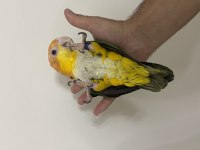 Konuşan Caique 81 ile gönderim mevcut