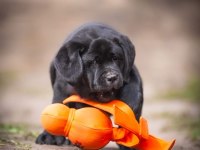 Fci Şecereli Labrador Retriever