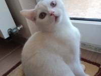 BRİTİSH SHORTHAİR BEYAZ KEDİMİZ YUVASINI ARIYOR
