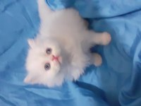 Iran kedi yavrusu