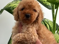 Orijinal toy poodle
