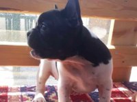 Üç aylık french bulldog yavrularımız