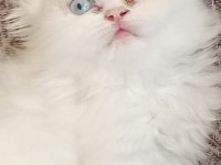 Güzel Bir Dişi Bebek Chinchilla