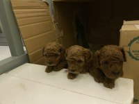 Mersin Kore Poodle Bakımlı Evde Doğmuş