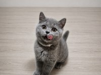 British shorthair yavrularımız