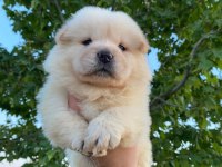 Chow chow yavrum