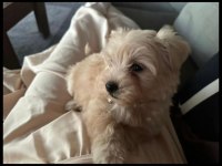 3 aylık Maltipoo Terrier dişi