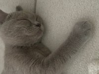 Çok uysal british shorthair tuvalet eğitimi var