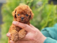 Toy-Teacup Poodle