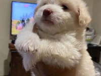 maltipoo yavrular