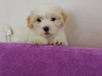 Maltipoo küçük kızım