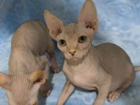 Naked Beauty Sphynx Cattery