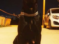 A şecereli şampiyon kan hattı cane corso