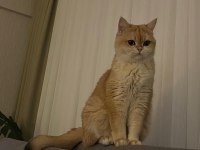 Golden British Shorthair 3 Yaşında Kısır