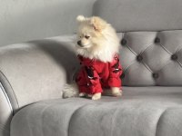 0 numara pomeranian dişi yetişkin