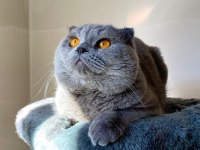 Scottish Fold Cinsi Oğlumuza Eş Arıyoruz