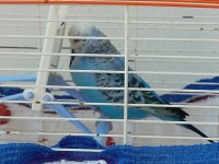 Yetişkin Jumbo Muhabbet Kuşu