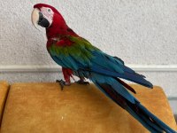 Kırmızı Macaw Papağanı