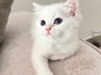 Maviş british shorthair kız