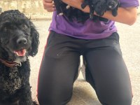 AŞIRI SEVİMLİ SİYAH POODLE BEBEKLERİMİZ