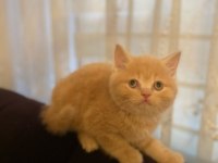 2 aylık orjinal british shorthair yavrularımız