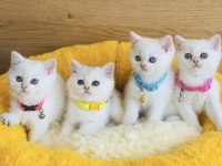 Show kalite maviş point British shorthair bebekleirm 