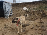 Yetişkin Safkan Orjinal Kangallar