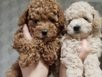 Toy poodle 3 aylık köpekler