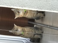 5 YAŞINDA KEDİMİZİ ACİL SAHİPLENDİRECEĞİM