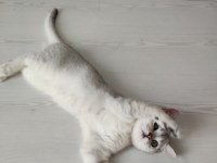 5 aylık yavru british shorthair