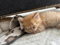 British longhair yavru erkek kedimiz