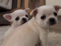 Teacup Chihuahua Bebekler