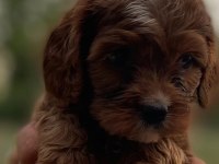 Sağlıklı neşeli ve eğlenceli bebek köpekler