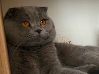Scottish Fold Cinsi Oğlumuza Eş Arıyoruz