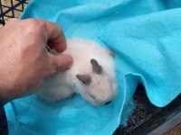 Cüce tavşan yavruları
