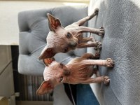 sphynx yavrular