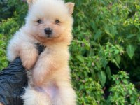bursa içi teslime hazır POMERANİAN baby