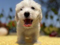 Harika Güzellikte Maltese Terrier Yavrular
