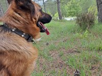Showline dişi Alman çoban köpeği