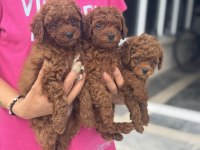 Wc eğitimli toy poodle yavrular ziyarete açık