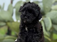 SİYAH MALTİPOO TEACUP BEBEKLERİM